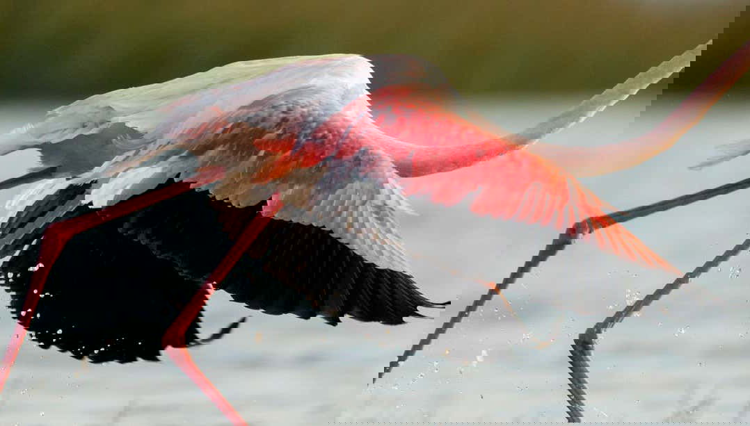 Sado Bird Watching Tour