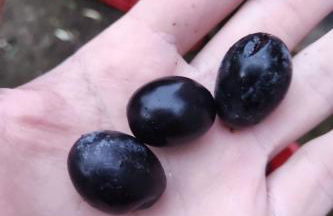 Apartment Haus am Meer in Sizilien by Interhome - Foto 10