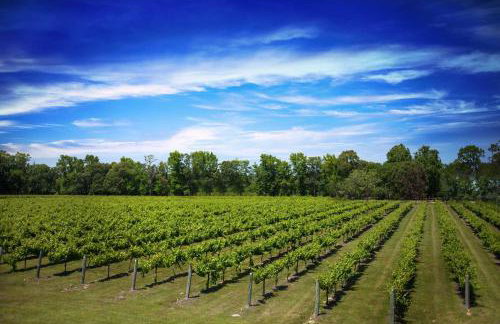 Blue Jay Cottage - Pittsburg Studio on Winery! - Foto 22