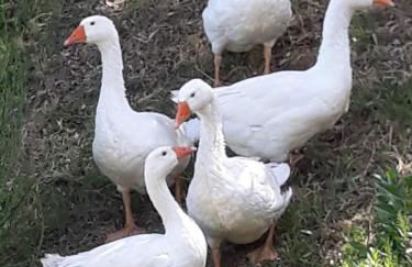 LEONÄRDO Guests House - LT Locazione Turistica - Foto 30