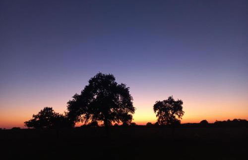 Les hirondelles - Foto 25