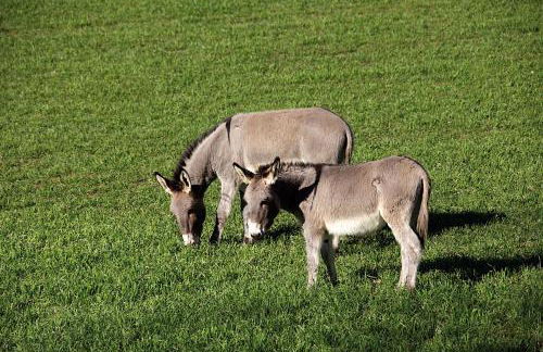 Agriturismo Le Calle - Foto 29