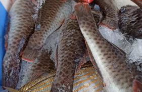 Vacacional Candelaria la Sardina - Foto 73