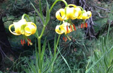 Chalet Rouge Sorbier - Foto 39