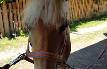 Reiterhof vom Litzlbach - Foto 47