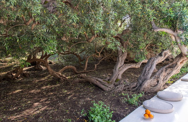 Vico San Lorenzo - Camere a Salina - Foto 37