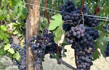 Just Langhe Casa Dolcetto - Foto 50