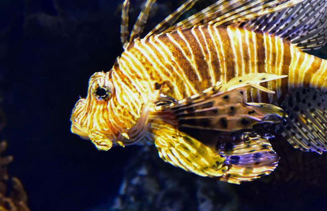 Valencia Oceanogràfic and Hemisfèric Day Trip - Photo 2