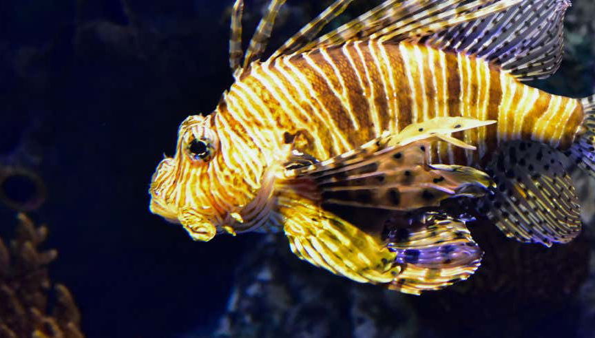 Excursión a Valencia + Oceanogràfic y Hemisfèric