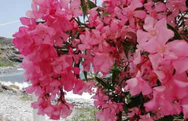 ''Sea front'' Rose's house - Foto 8