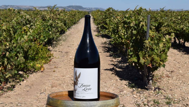 Vino de las bodegas Concejo