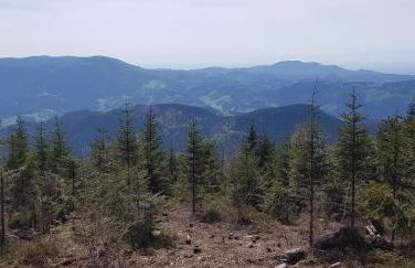 Ferienwohnung "Hirschlein" im Schwarzwald - Foto 43