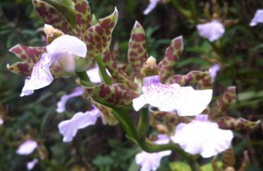 Casa Fazenda Inglesa Petrópolis RJ - Foto 43