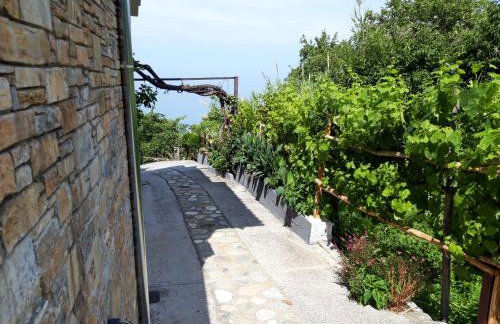 Ammos papanero - Foto 30