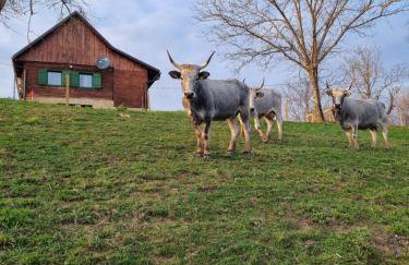 Kuća za odmor Borna - Foto 19
