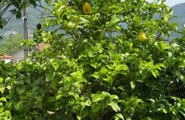 Quinta dos Sonhos - Foto 12