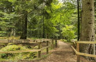 The Enchanting Silver Birch Retreat, New Forest - Foto 37