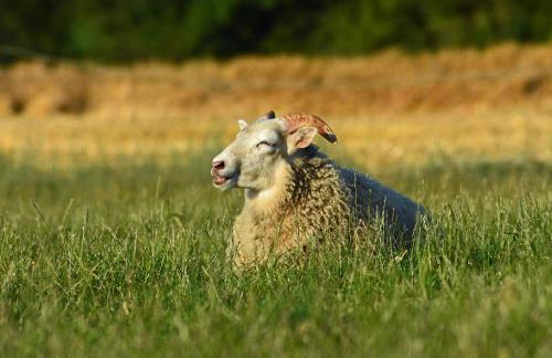 Ostseebauernhof Schönhagen - Foto 46