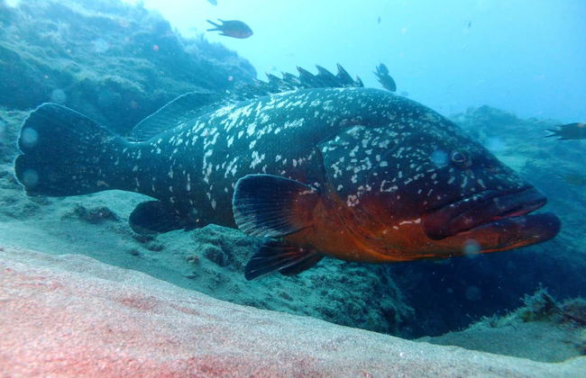 Immersione per principianti a Costa Teguise - Foto 4