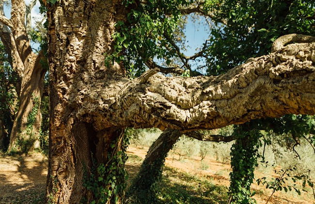 La Cerreta - Terme di Sassetta - Foto 37