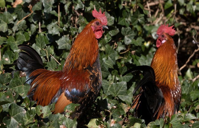 Located Near Maastricht Towards the Belgium Border - Photo 34