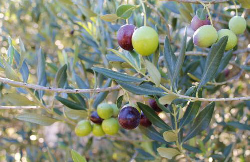 Apartments Sirena Korčula - Foto 35