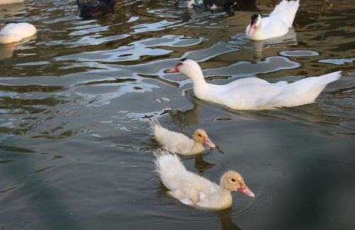 Agriturismo Terralieta - Foto 36