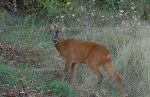 Borgo Petraio - Foto 28