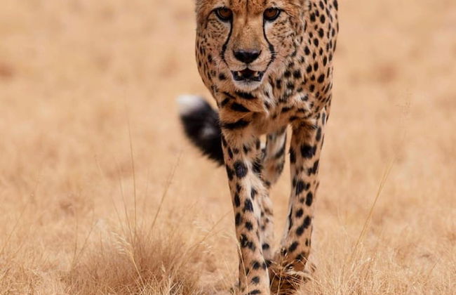 Solitaire Desert Farm - Foto 28