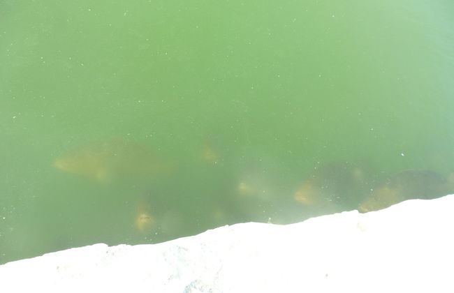 Cottage Cut Villas - Foto 29