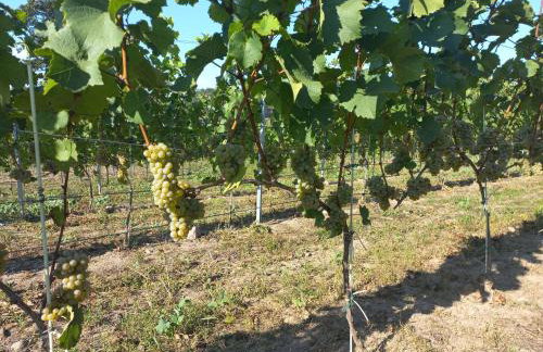 Port Stobno - Portowe Domki przy Winnicy - Foto 41