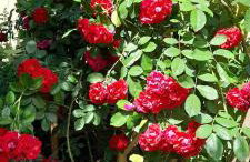 Ostoja Kamionki - Foto 29