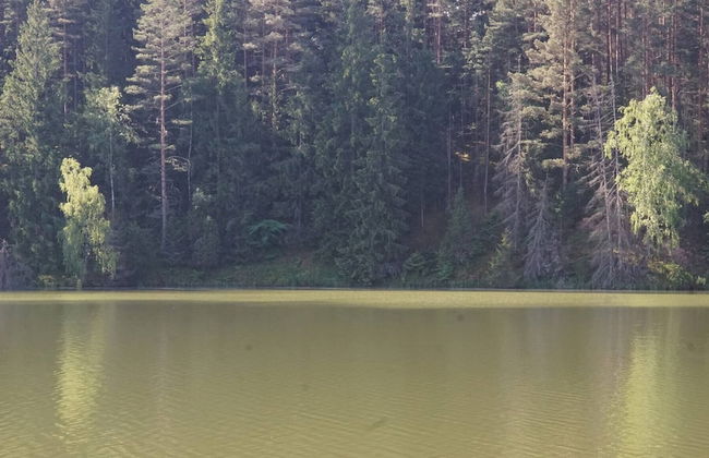 Metai Miške&a Year in the Forest - Photo 33