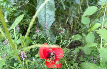 Villa Annunziata Luxe - Foto 58
