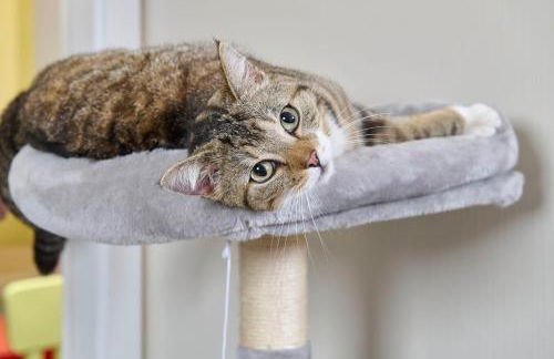 MASEVEN Stuttgart SI Centrum ehem SI-SUITES - Foto 53