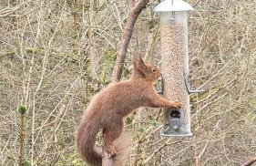 Squirrels Wood Lodge, nr Glencoe, dog friendly - Foto 4