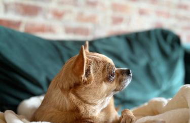 Pod Izerskim Niebem - kameralny domek z balią, w sąsiedztwie Świeradowa-Zdroju - Foto 32