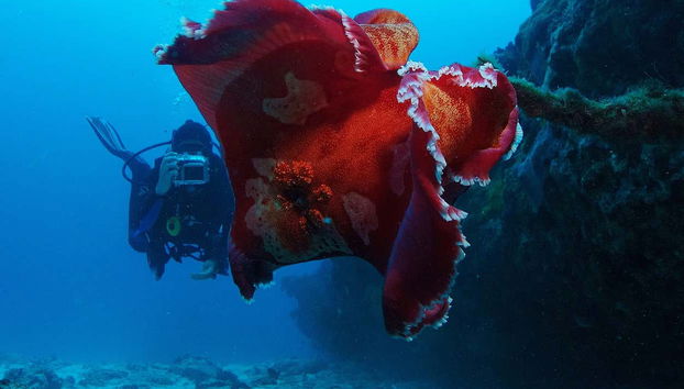 Plongée sur l'île lord howe