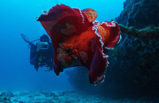 Plongée sur l'île de Lord Howe - Photo 1