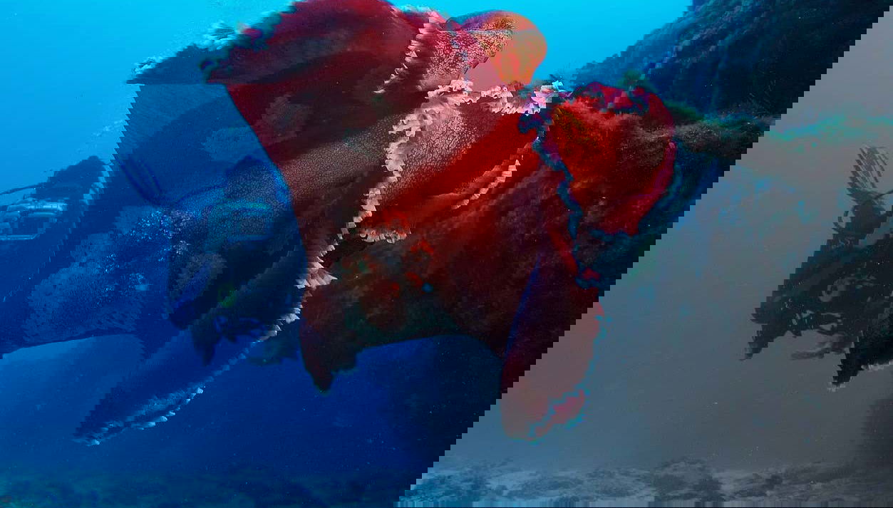 Explorez les fonds marins de l'île Lord Howe