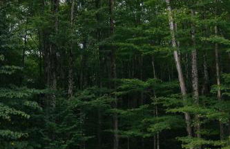 Forest Mountain Escape: Beautiful Mountaintop Escape In Mendon, Vt. 20 Min To Killington/14 To Pico. 4 Bedroom Home - Foto 58