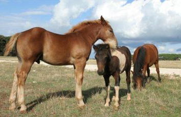 Villa FARO - new house, near beaches, heated pool, playroom, bbq, Salvore - Istria - Foto 76