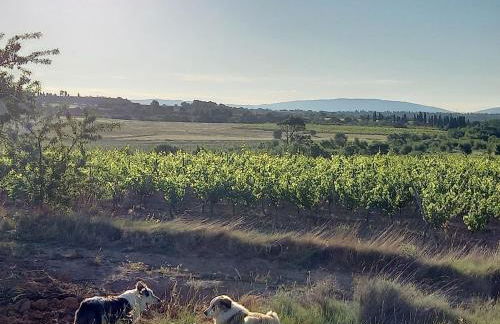 Domaine Saint Augustin - Foto 17