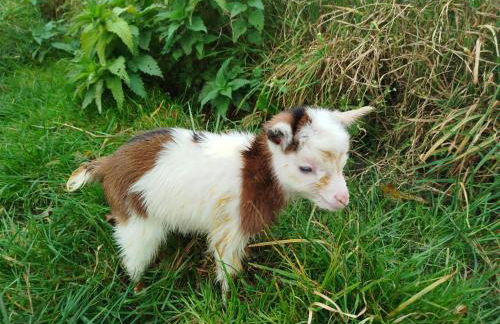 Bed and Bike Rheine - Foto 52