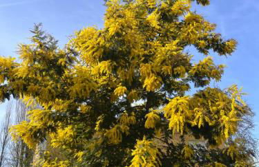 Les Suites d'Aliénor-Suite Mimosa - Foto 13