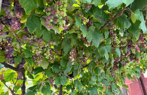 Casa do Lagar, Praia da Abrela - Foto 12