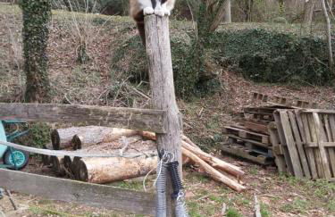 SO MAGIC - La casa nel bosco - Foto 67