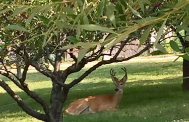 Peaceful Vacation Getaway, Private Yard, Hot Tub, 360 Views, Cozy Cottage in the heart of the Bitterroot Valley, Sage Cottage 406 - Foto 22