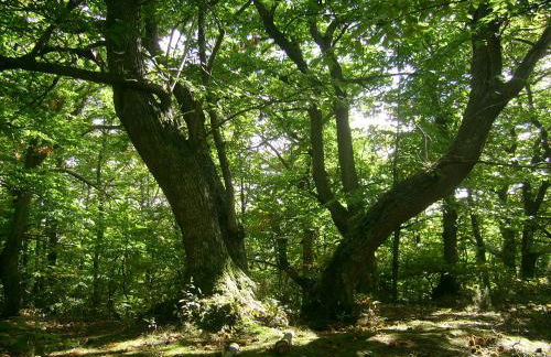 La Casina di Pia - Foto 18