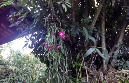 Ouro Grosso Chales - Foto 8